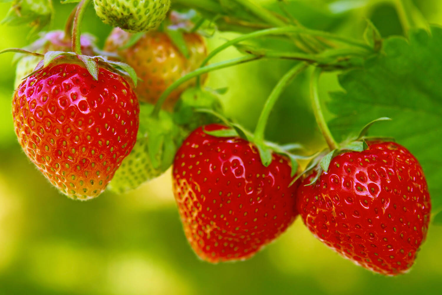 Aardbeien middel 28+ 250gr stuk 3